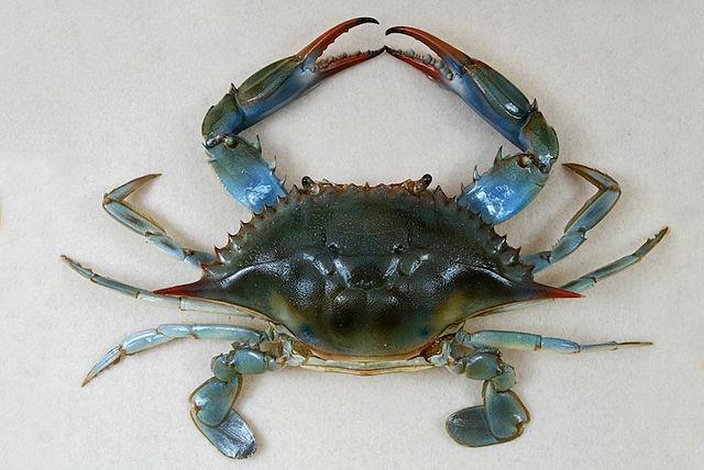 Fresh Crab