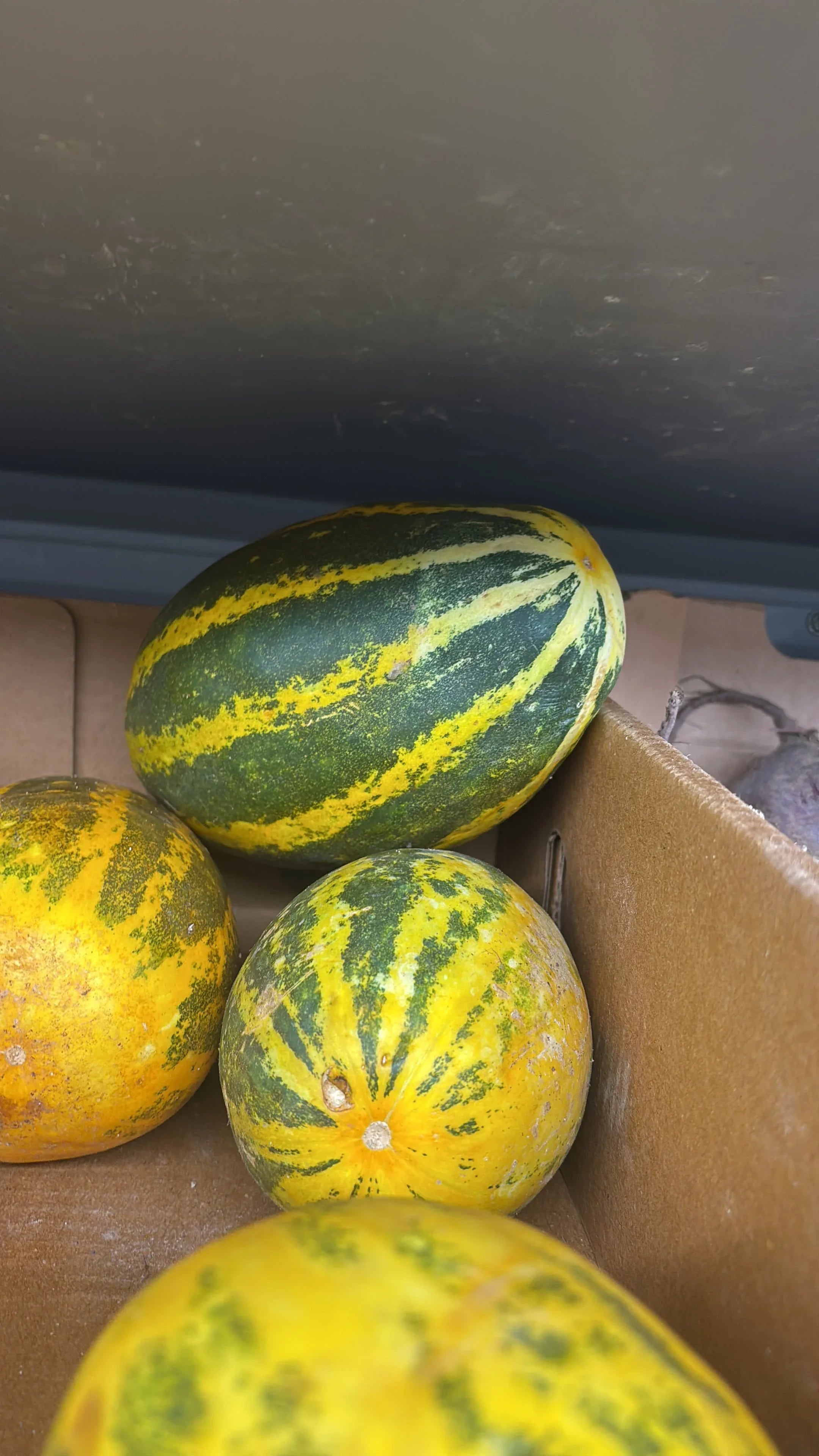 (Fresh) Indian Cucumber - 500gms - Fresh Vegetables - Vegspot