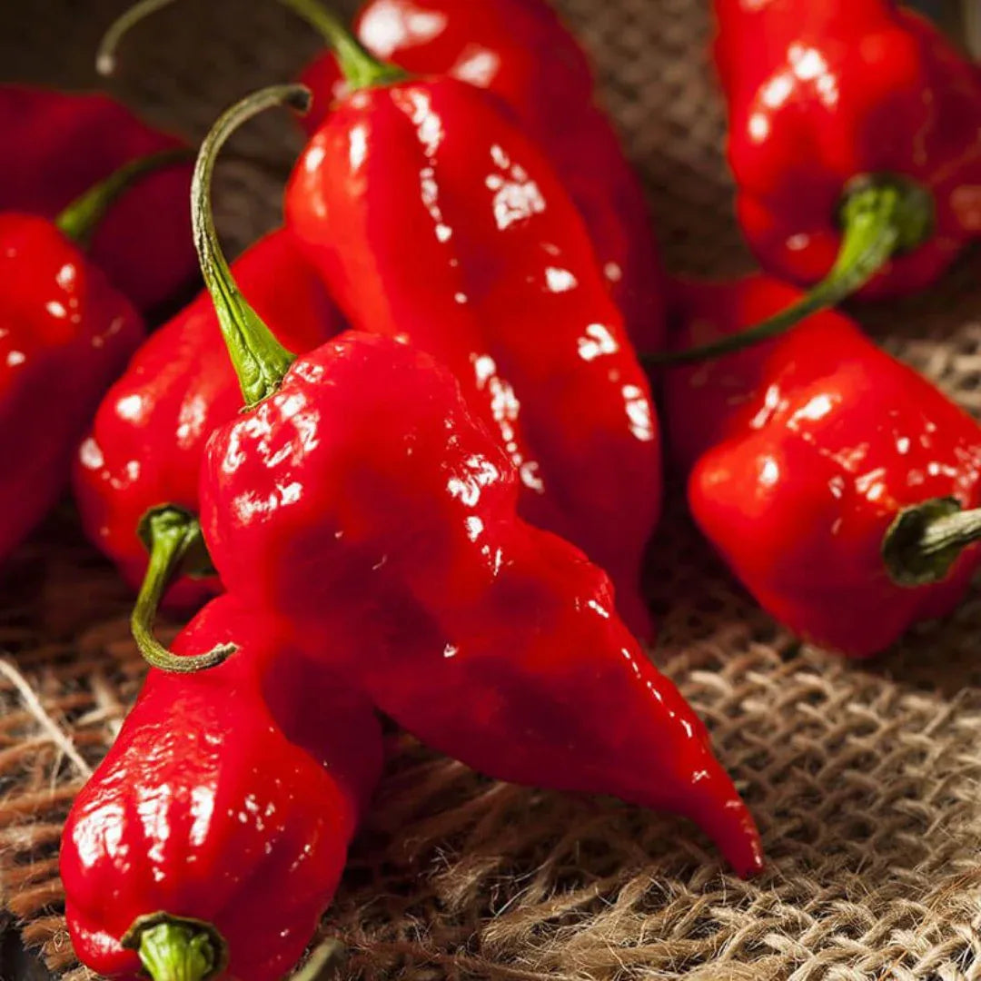 (Fresh) Hot Pepper - 500gms - Fresh Vegetables - Vegspot