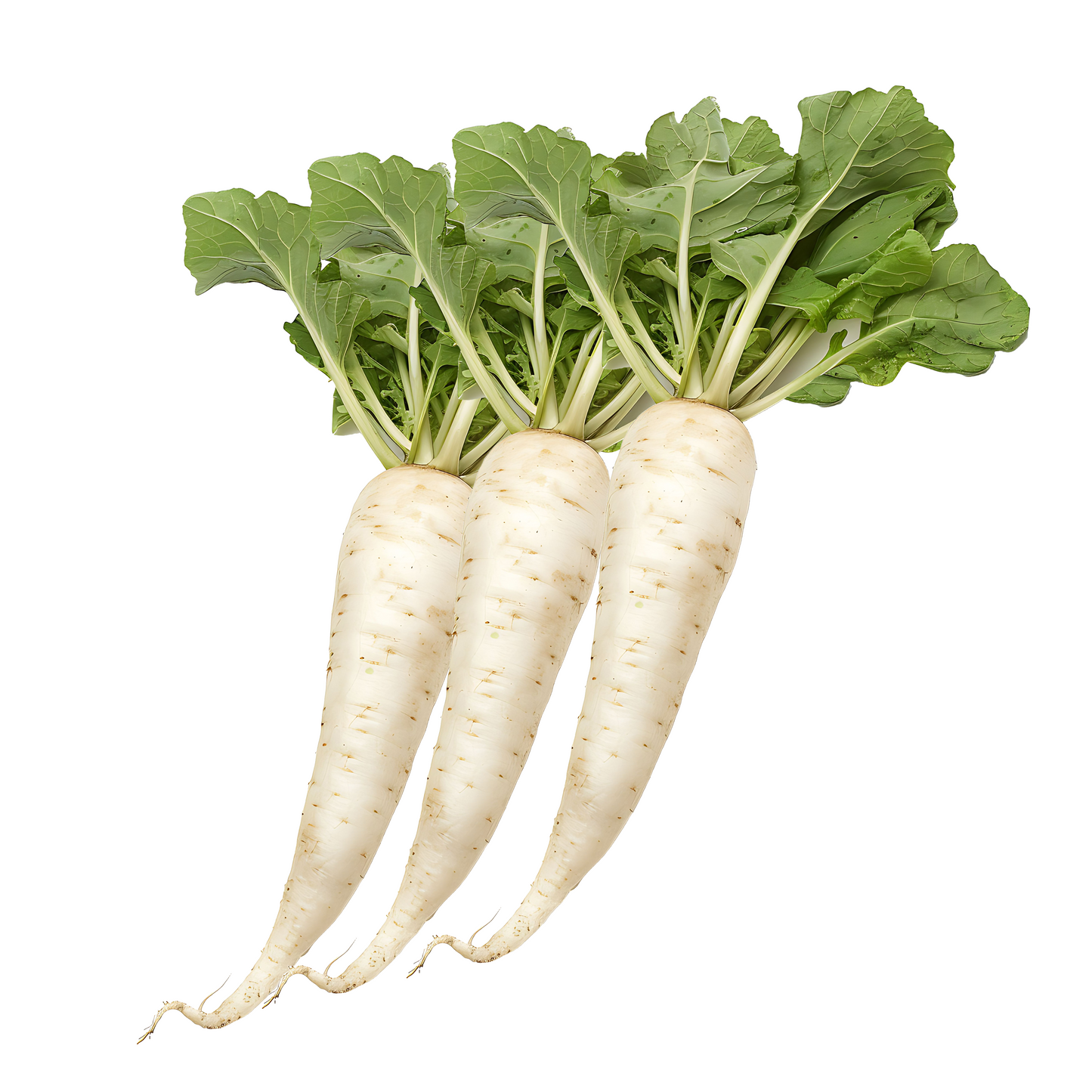 Reddish/Mooli - 1Kg