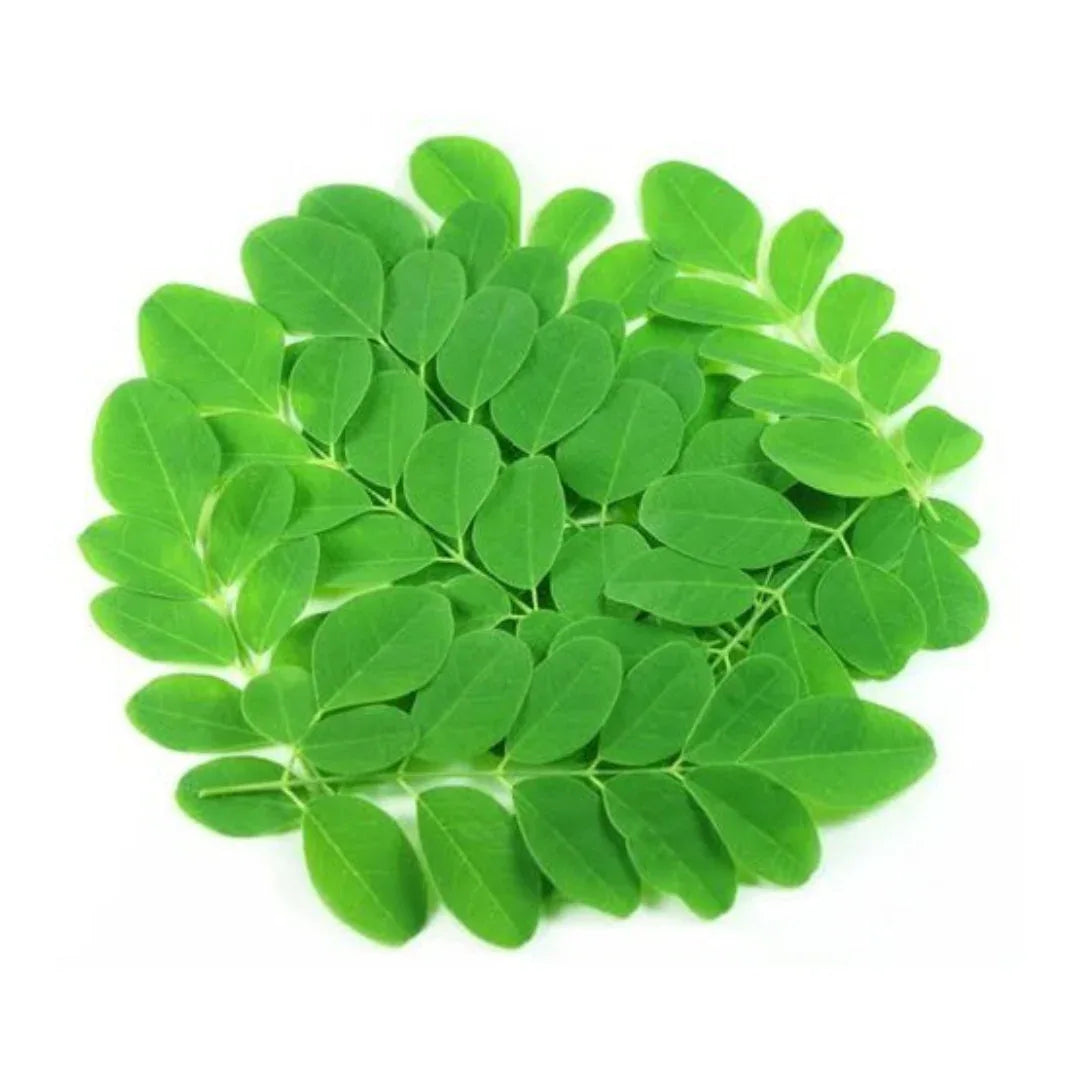 (Fresh) Drumstick Leaves - 1 Big Bunch - Leafy Vegetables - Vegspot