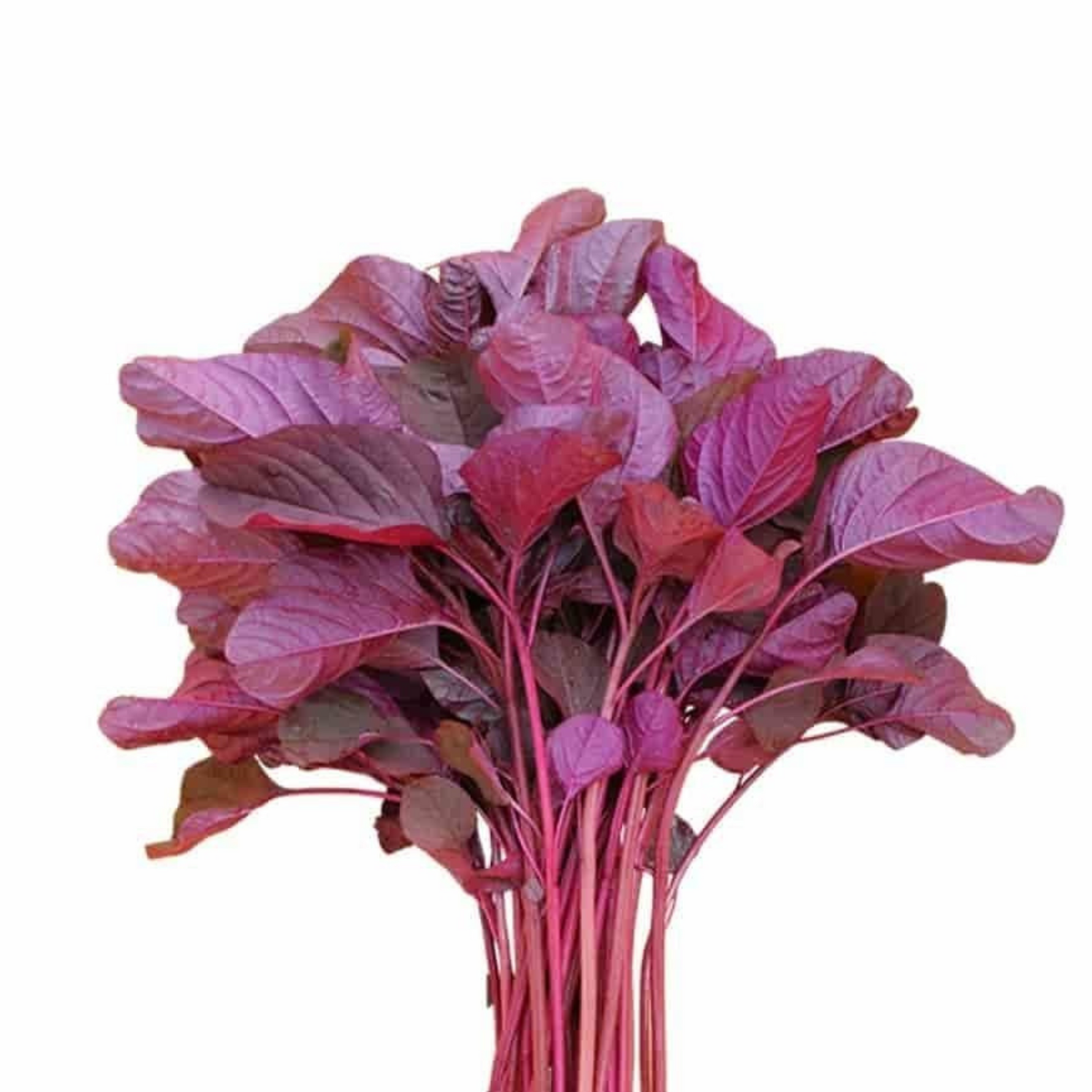 Lal Shak - 1 Bunch
