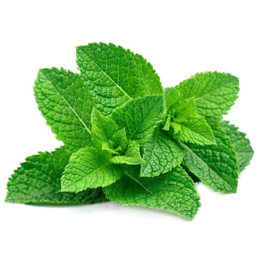 (Fresh) Mint Leaves - 1 Bunch - Fresh Herbs & Spices - Vegspot