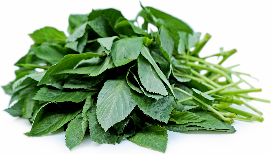 (FRESH)Okra leaves bunch