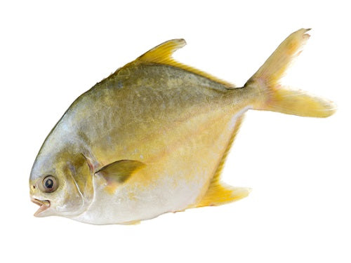 Golden Pomfret - 1Kg