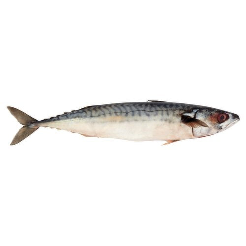 fresh mackerel 1 kg