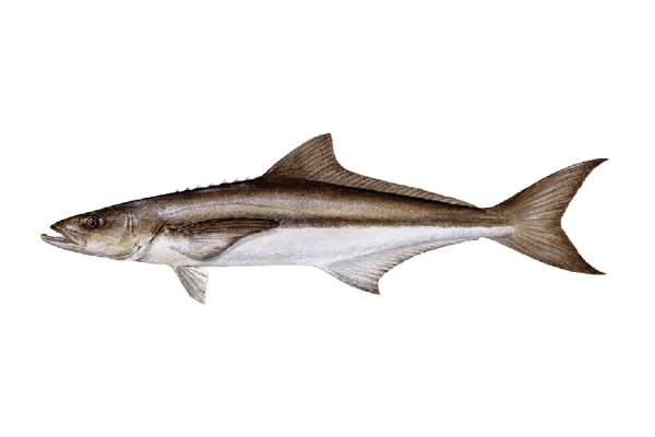 fresh Gobia fish 1 kg