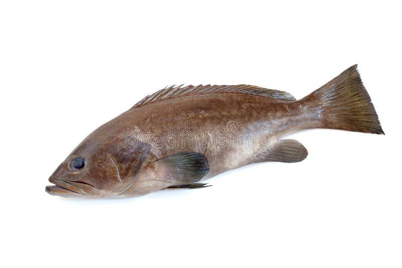 fresh grouper fish 1kg