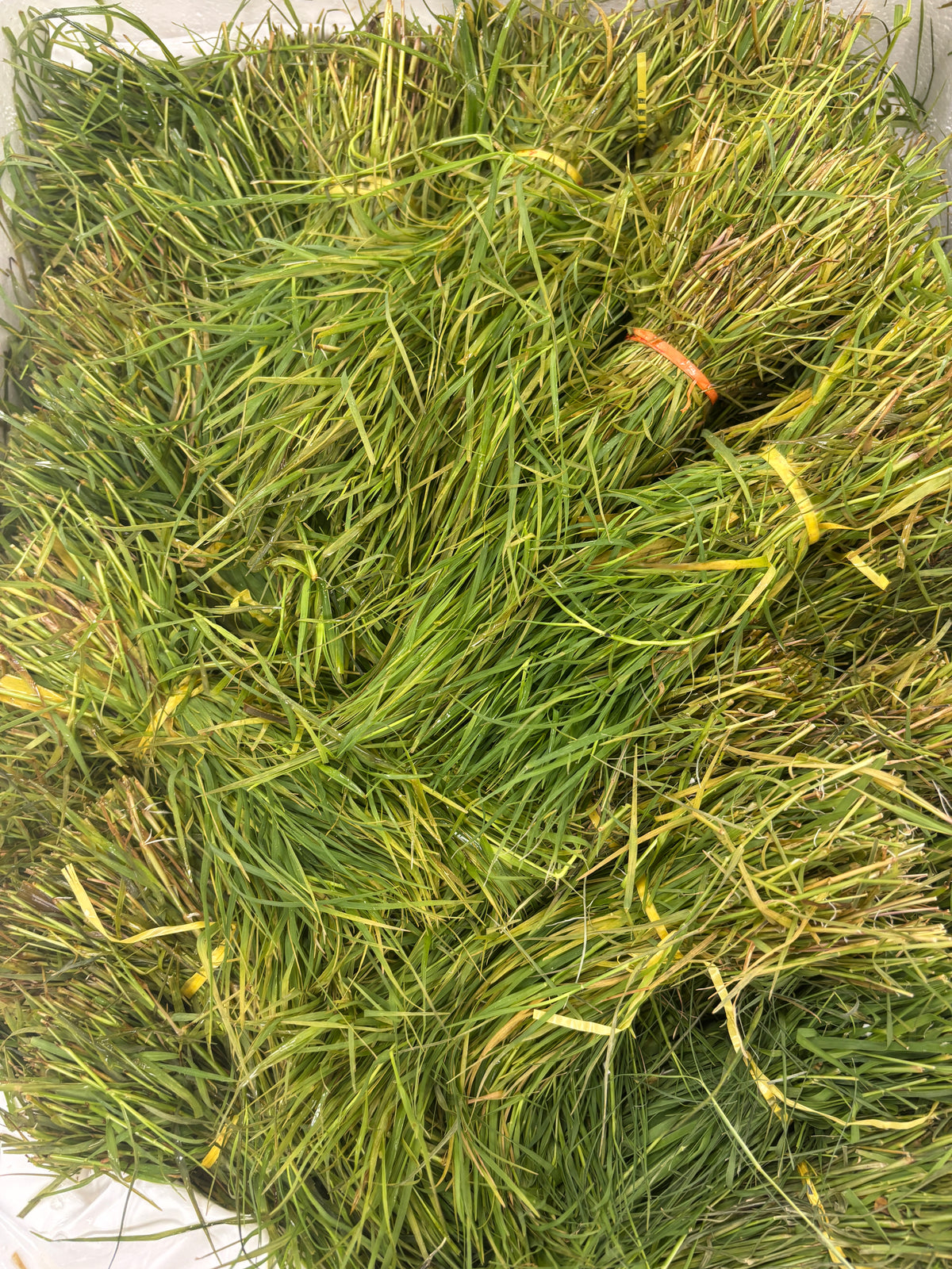 ARUGAM PUL GRASS GANESHA BUNCH