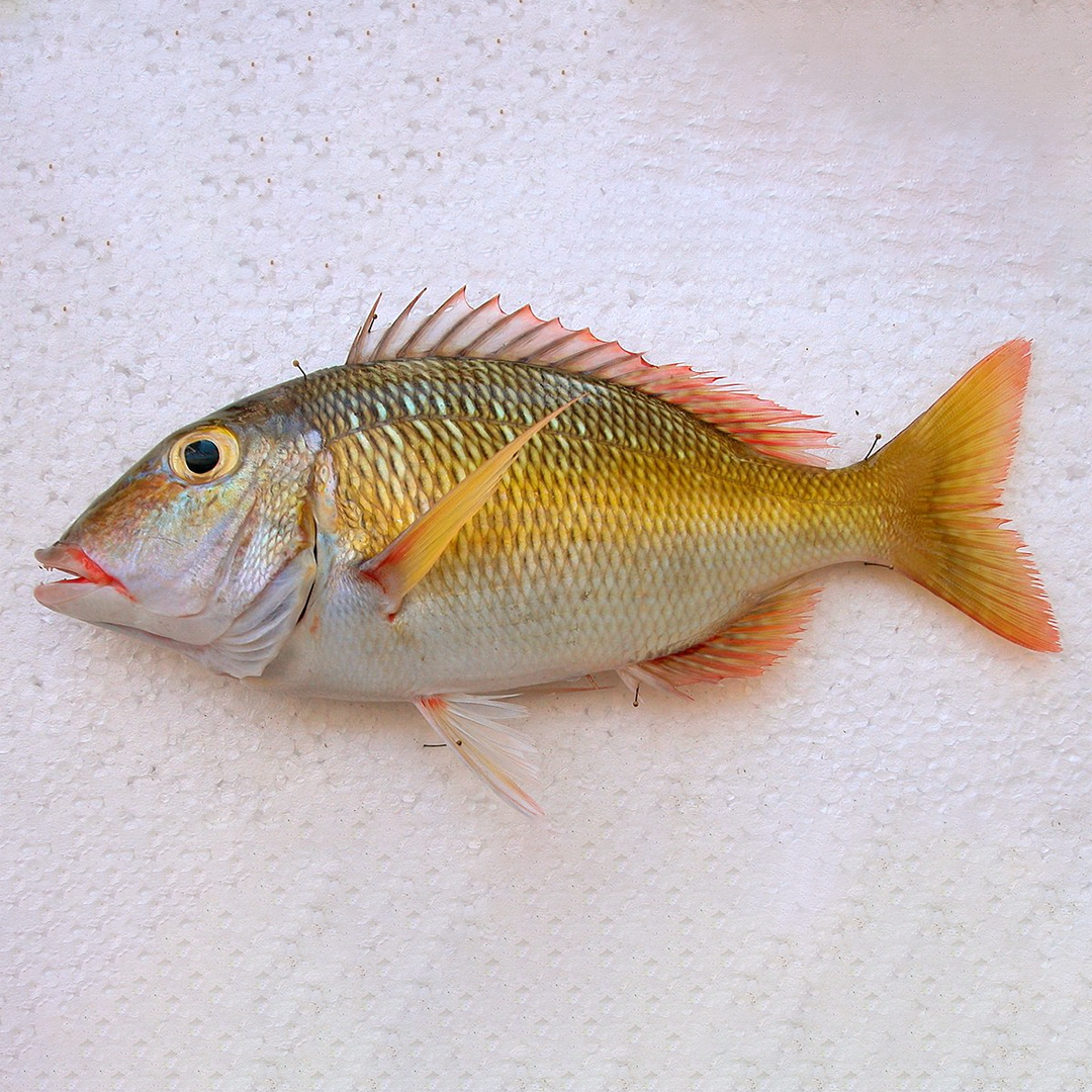 (Fresh) Emperor Fish - 1Kg