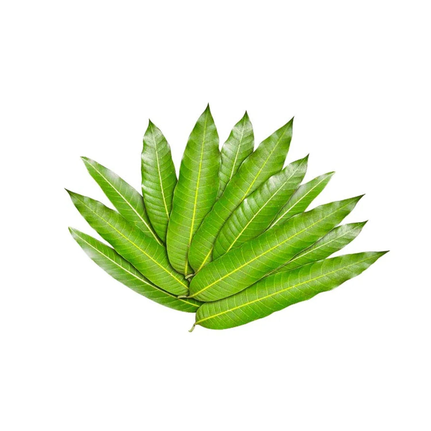 Mango Leaves - Pooja - Vegspot