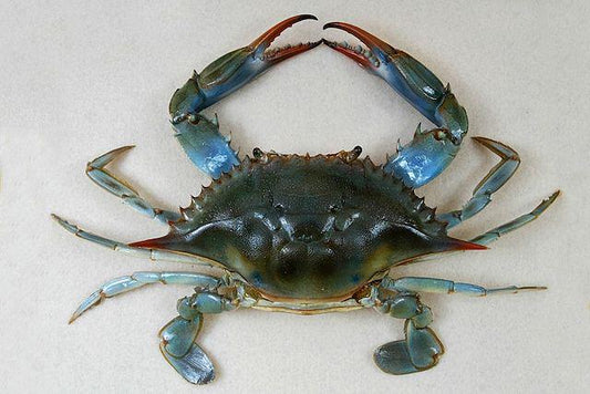 Fresh Crab