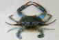 Fresh Crab
