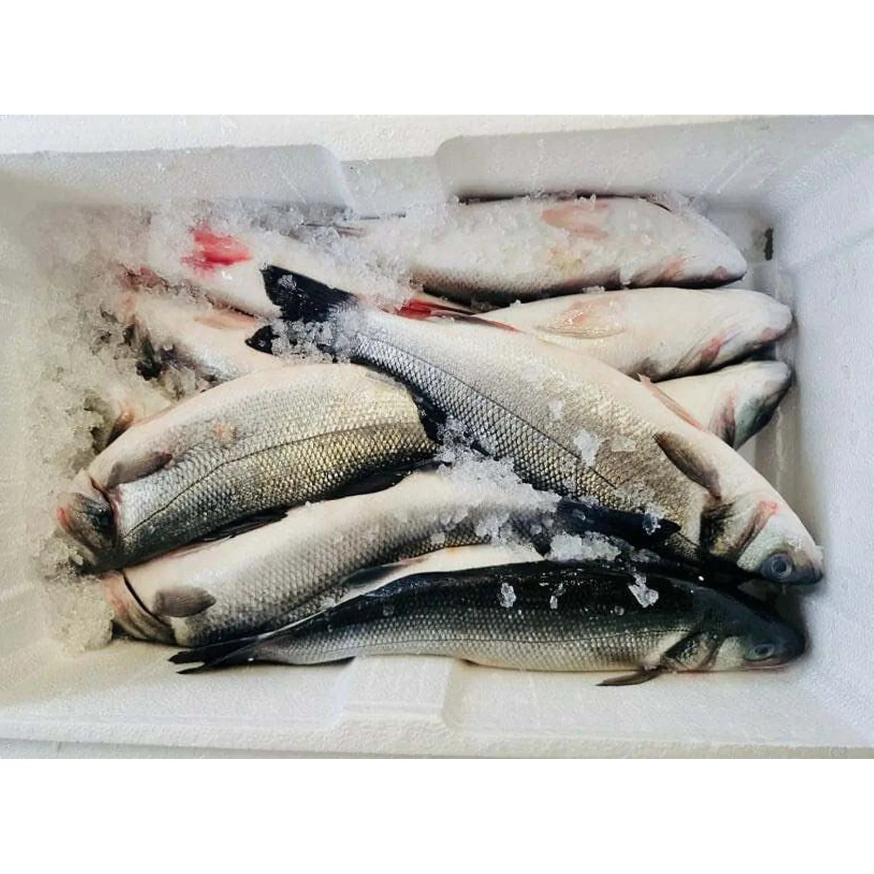(Fresh) Seabass Full Box (Uncleaned) - 6Kg - Fresh Seafood, Meat, Poultry & Seafood - Vegspot