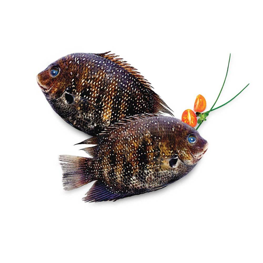 (Fresh) Pearl Spot (Karimeen) - 1Kg