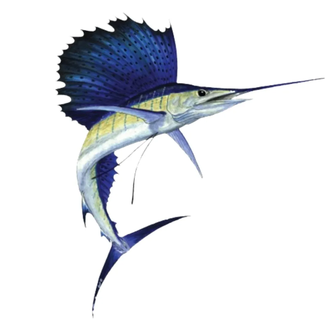 (Fresh) Sailfish - 1Kg