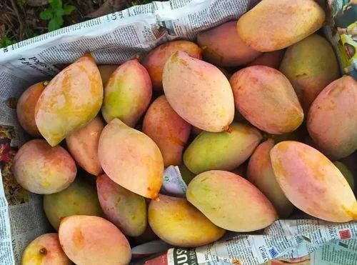 Totapuri Mangoes 1.5Kg