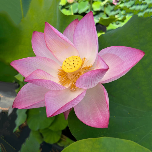 Lotuses  - 1 Piece